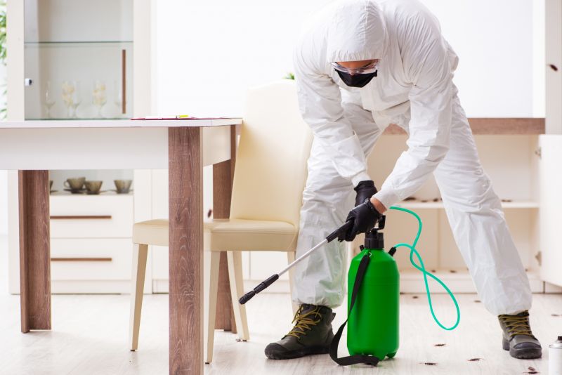 Ant Pest Control Methods That Target Colonies At The Source