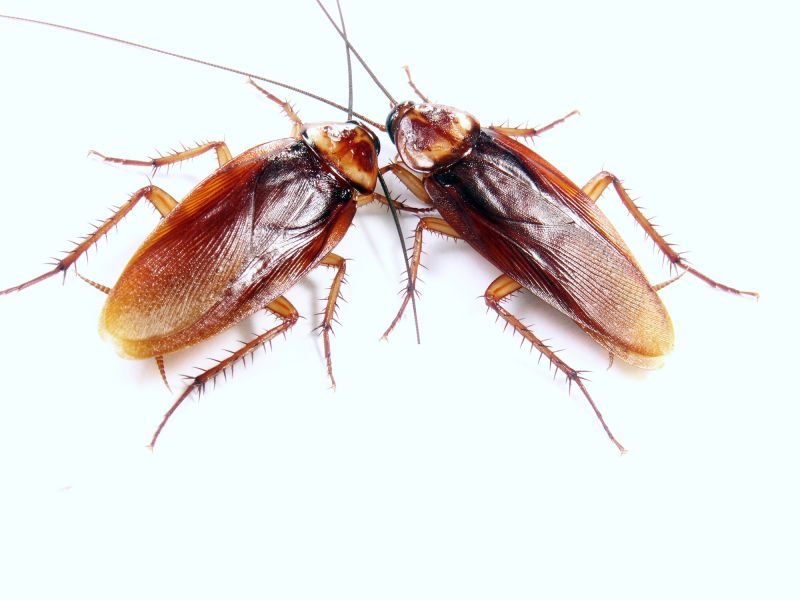 Common Areas Roaches Hide