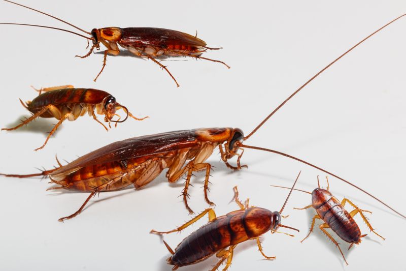 Common Areas Roaches Hide
