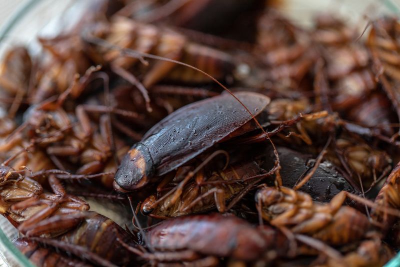 Common Areas Roaches Hide