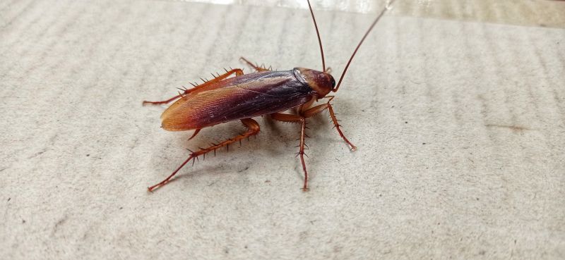 Common Areas Roaches Hide