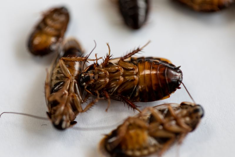 Common Areas Roaches Hide