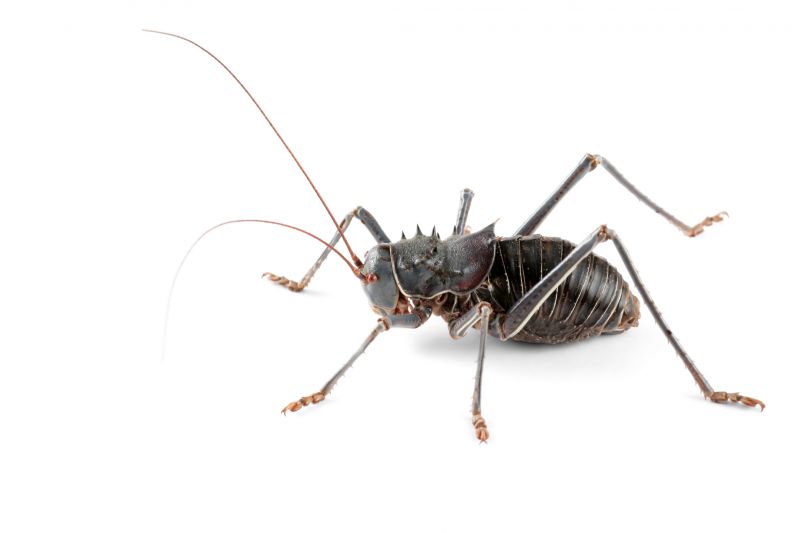 How Professional Cricket Pest Control Works