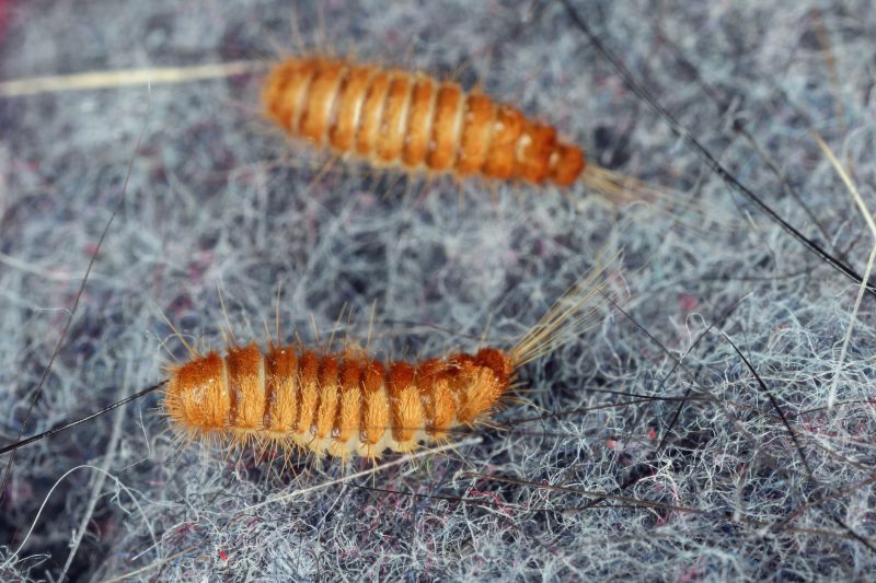 Moth Larvae