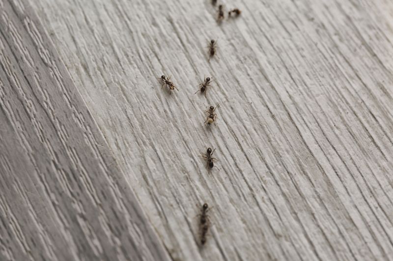 Seasonal Ant Activity And When To Schedule Pest Control Service