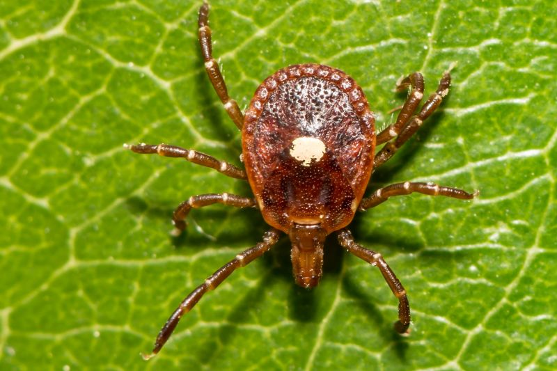 Seasonal Flea And Tick Control Strategies