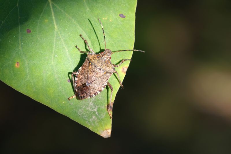 Signs You Have A Stinkbug Infestation Indoors