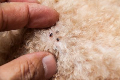 Signs Your Property Needs Flea And Tick Treatment