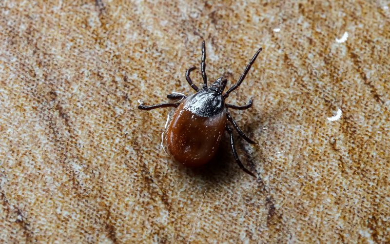 Spring Flea And Tick Prevention Tips For Homes And Businesses
