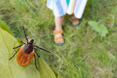 Spring Flea And Tick Prevention Tips For Homes And Businesses