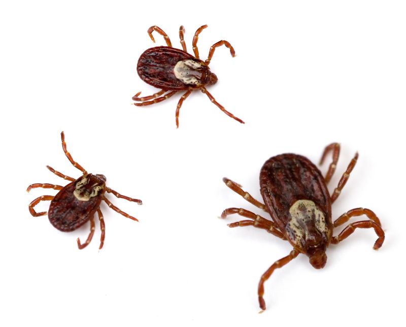 Spring Flea And Tick Prevention Tips For Homes And Businesses