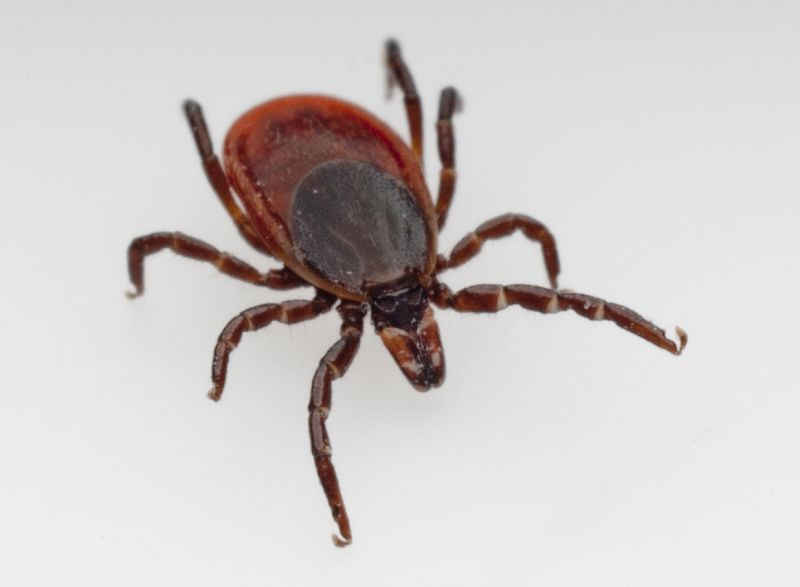 Spring Flea And Tick Prevention Tips For Homes And Businesses