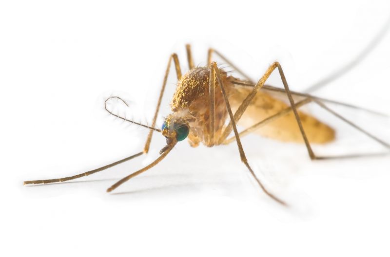 Spring Mosquito And Fly Control Solutions For Commercial Properties