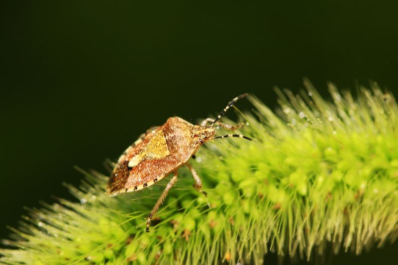 Why Professional Bug And Insect Pest Control Is Important